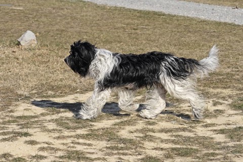 Domestic Dog