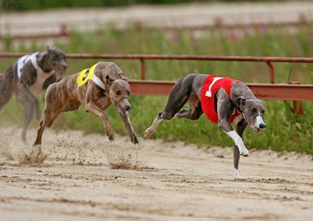 Greyhounds on racetrack