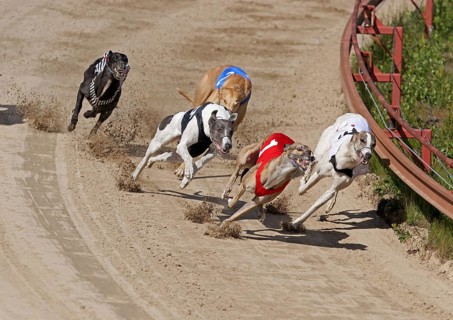 Greyhounds on racetrack