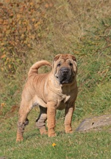 Domestic Dog