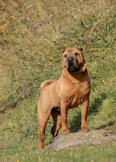 Domestic Dog