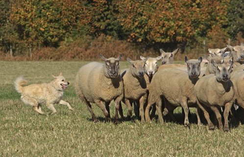 Mudi drives flock of sheep