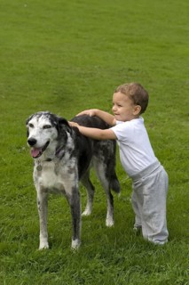 Domestic Dog