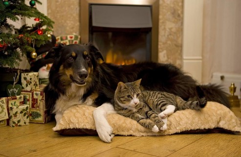 Domestic cat and border collie in front of a fireplace
