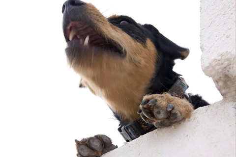 Domestic Dog