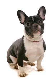 Domestic Dog