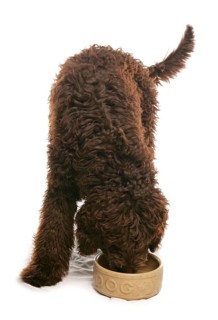 Mixed breed dog