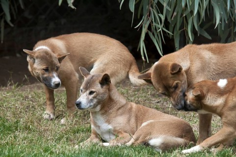 Domestic dog