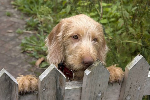 Domestic Dog