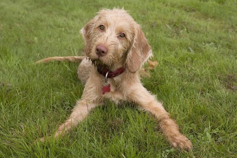 Domestic Dog