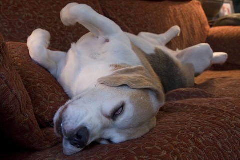 Domestic Dog
