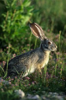 Scrub Hare