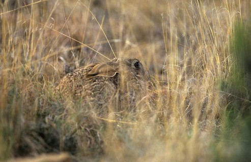 Scrub Hare