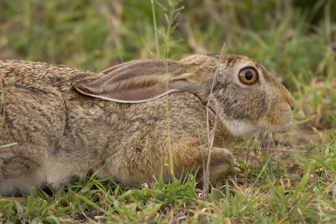 Cape hare