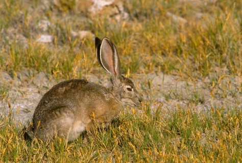 Black-tailed jackrabbit