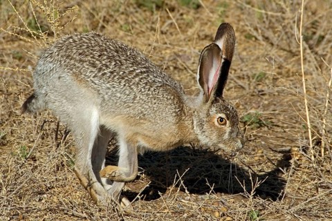 Black-tailed Jack Rabbit