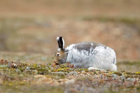 American Arctic Hare