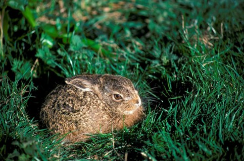 European hare
