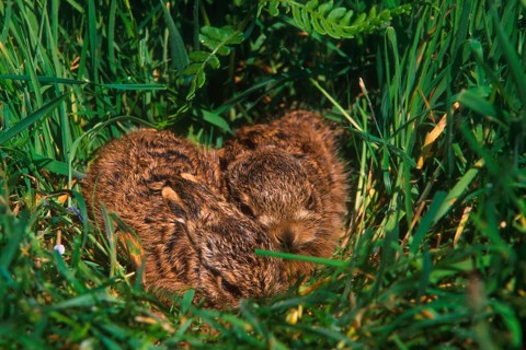 European hare