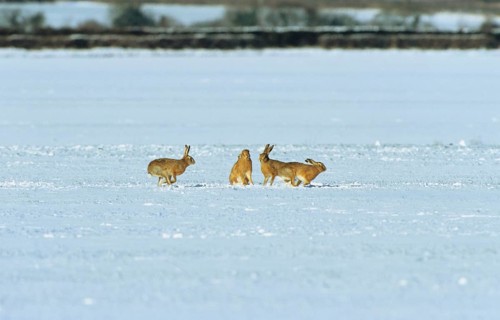 Brown Hare