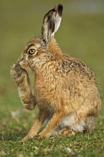 European hare