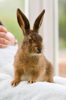 European Hare