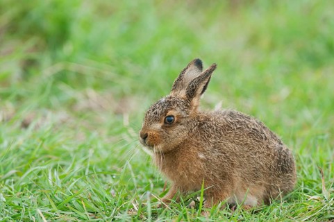 European hare