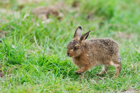 European hare