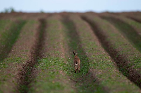 European hare