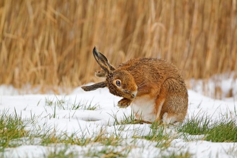 European Hare
