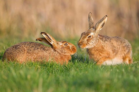 European Hare