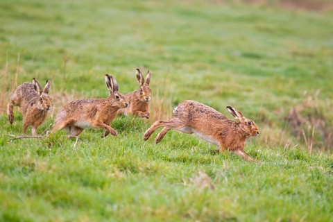 European Hare