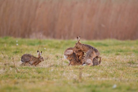 European hare