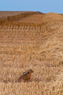 European hare