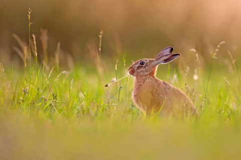 European hare