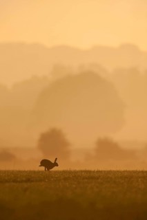European hare