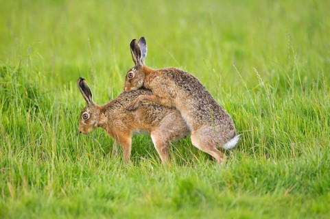 European hare