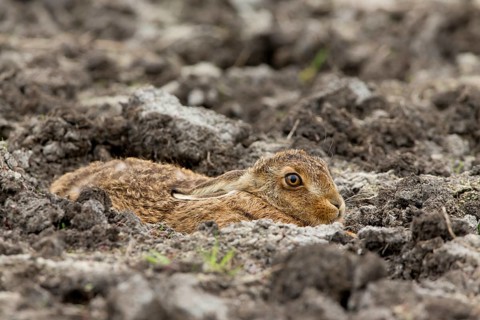 European hare