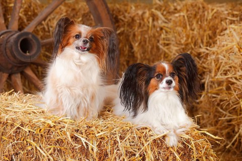 Papillons