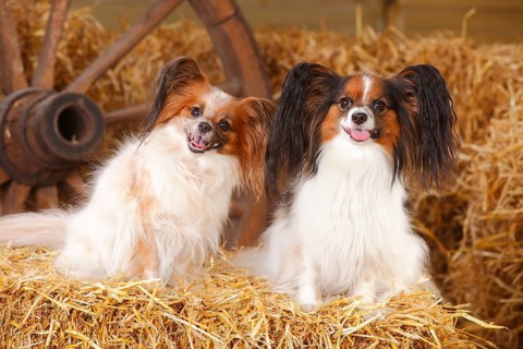Papillons