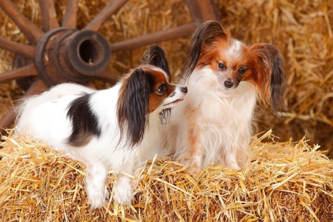 Papillons