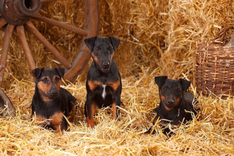 German Hunting Terrier