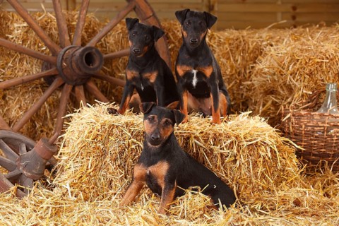 German Hunting Terrier