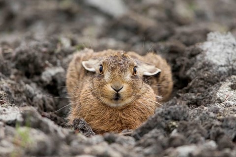 European hare