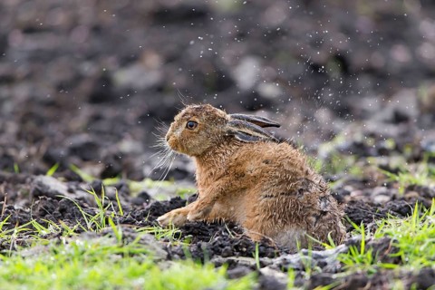 European hares