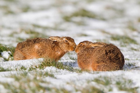 European hare