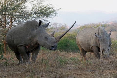 White Rhinoceros