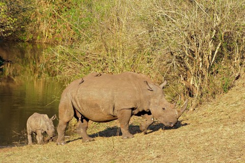 White rhinoceros