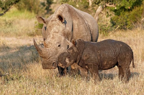 White rhinoceros
