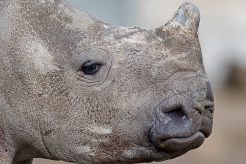 White rhinoceroses